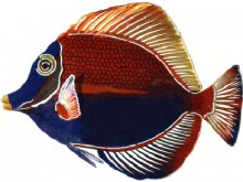 3D Metal Wall Angelfish