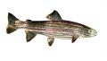 Trout 3D - Metal Wall Art